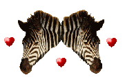 zebra